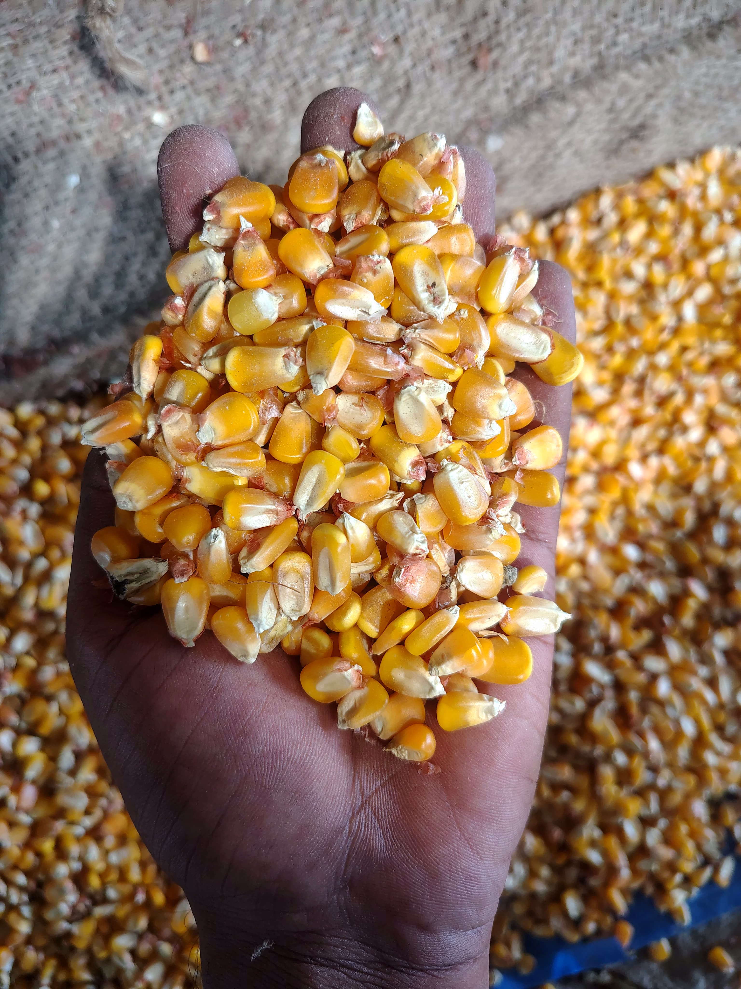 MAIZE/CORN image 2