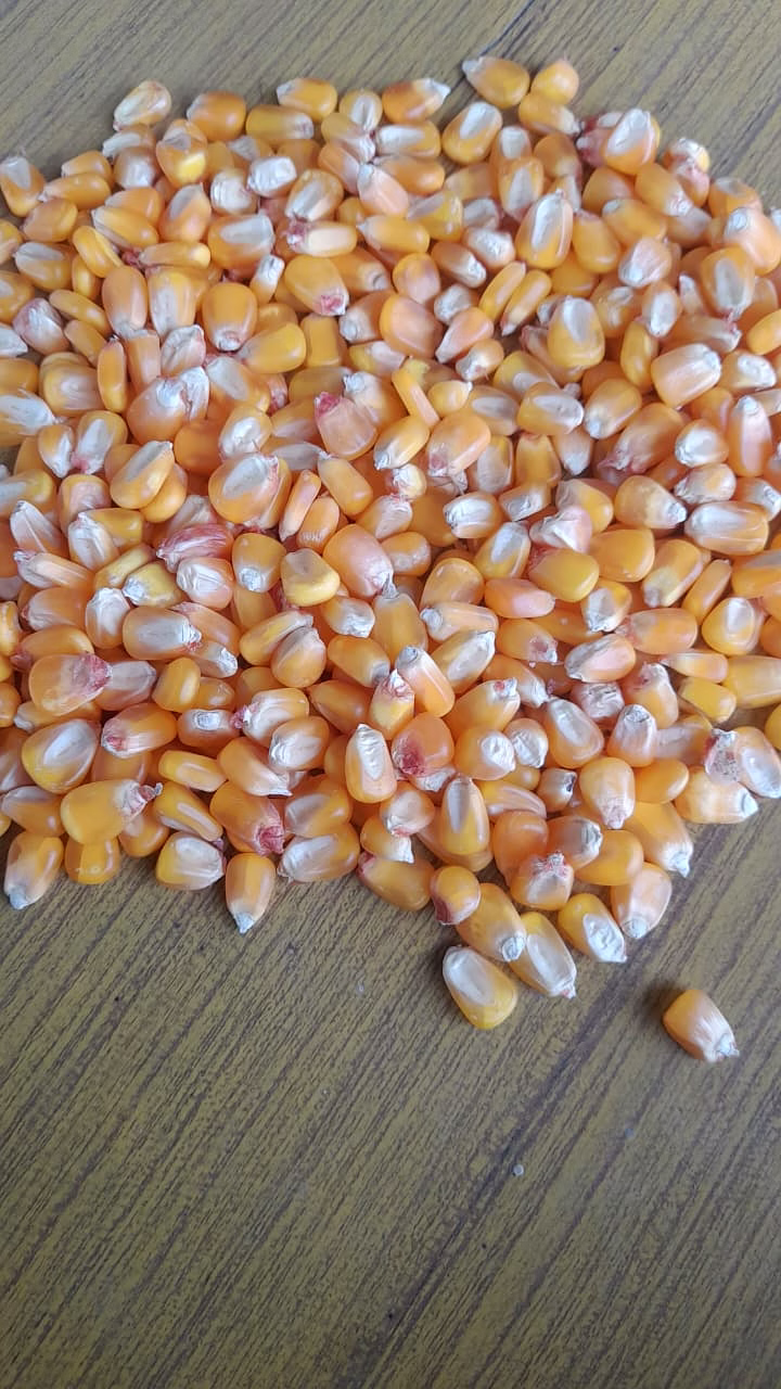 MAIZE/CORN image 3