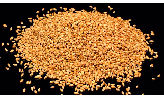 Wheat Grains