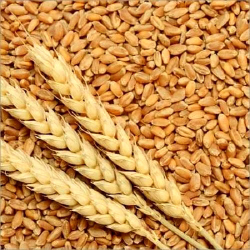 Wheat Grains image 2