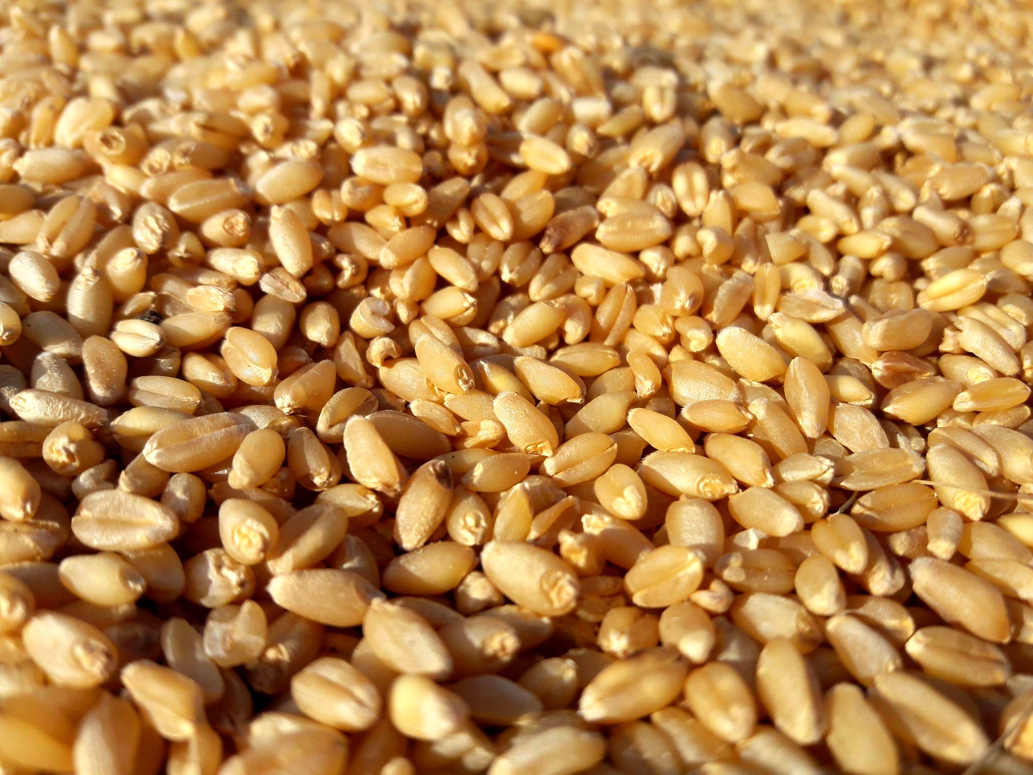 Wheat Grains image 3