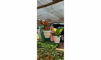 Wooden  Designer Hanging Planter