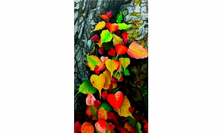 Oil Painting on Canvas: Colors of life