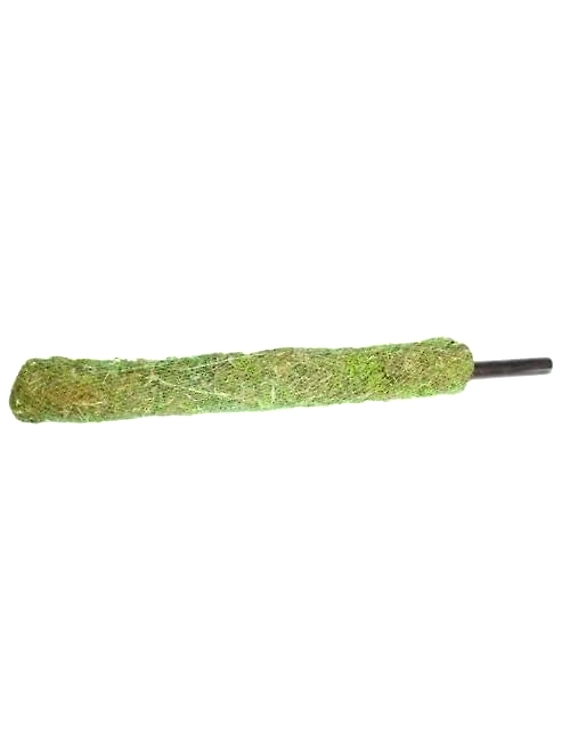 Moss &amp; Coir Stick / Moistick Grass Stick (Pack of 2) – 2 Feet, Green-GA05