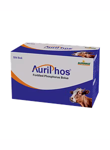 Auriphos-Fortified Phosphorus Bolus