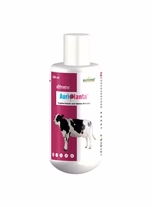 Auriplanta-Powerful Ecbolic And Uterine Stimulant