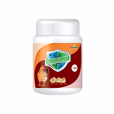 aurinko aurivir – ibd-powerful phytogenic immunomodulator against infectious bursal disease