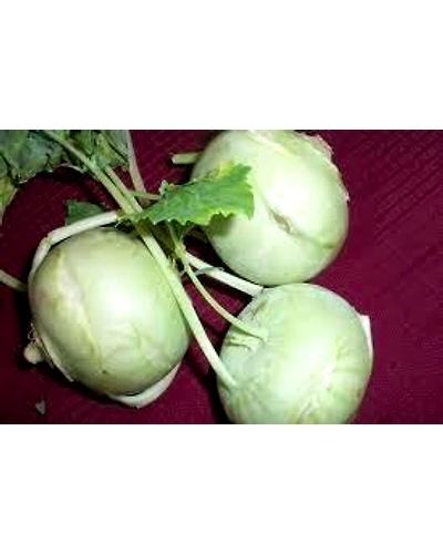 Fresh Kohlrabi / Noo kal 500gm - Nutritious Stem Vegetable-Nsv500gm