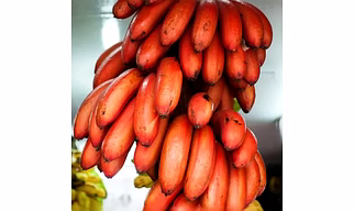 Fresh Red Bananas - 20 kg Box