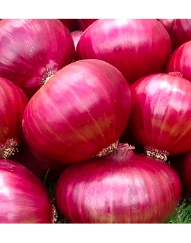 Fresh Big Size Onion 1 Kg - Premium Quality Kitchen Essential