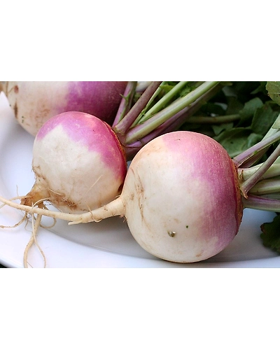 Fresh Turnip - Nutrient-Rich Versatile Root Vegetable250 gm-1
