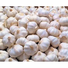 fresh garlic/poondu/lasun whole bulb 100gm - premium quality