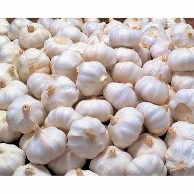 fresh garlic/poondu/lasun whole bulb 100gm - premium quality