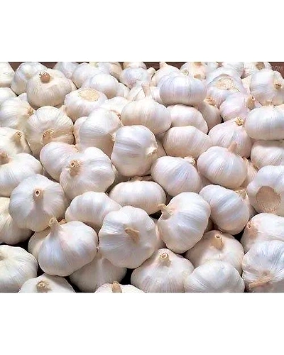 Fresh Garlic/Poondu/Lasun Whole Bulb 100gm - Premium Quality-Gar100gm