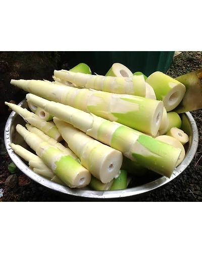 Bamboo Shoots (Stem Vegetable)200gm-1