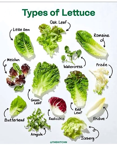 Fresh Lettuce 250gm - Enhance Your Culinary Creations-letuce250gm