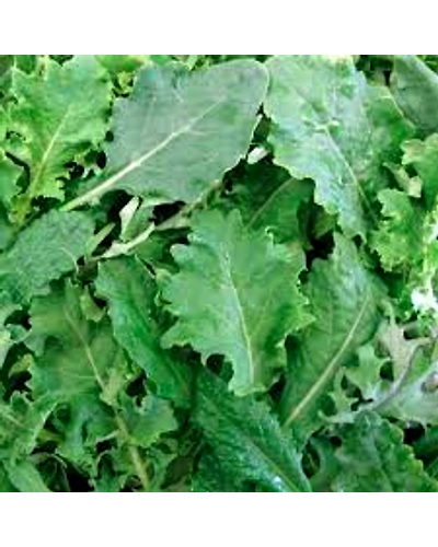 Fresh Kale Leafy Vegetable - Nutrient-Rich Superfood-1