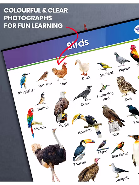 Birds Chart for Kids | My First Early Learning Types of Birds Educational Wall Charts and their Names at Home or School for Children | (72 X 50 cm) Poster – Picture Book