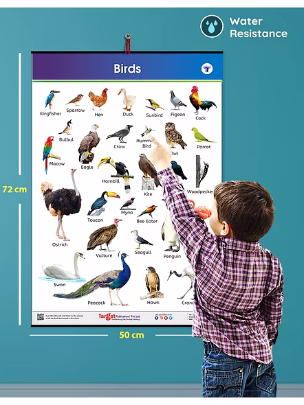 Birds Chart for Kids | My First Early Learning Types of Birds Educational Wall Charts and their Names at Home or School for Children | (72 X 50 cm) Poster – Picture Book