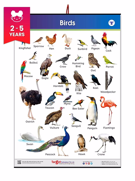 Birds Chart for Kids | My First Early Learning Types of Birds Educational Wall Charts and their Names at Home or School for Children | (72 X 50 cm) Poster – Picture Book
