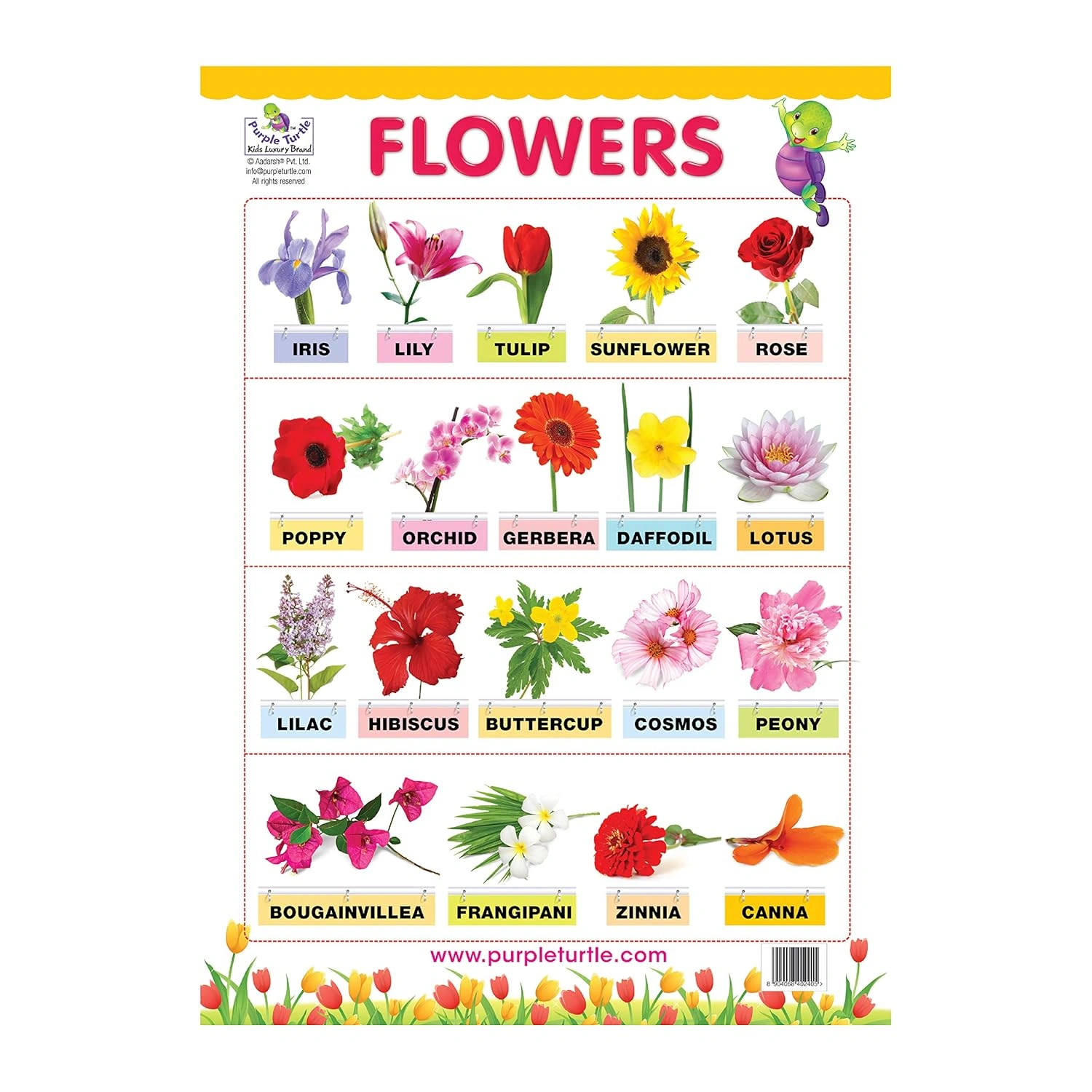 Flowers, Shapes, and Transport Charts for kids Wall Chart-1