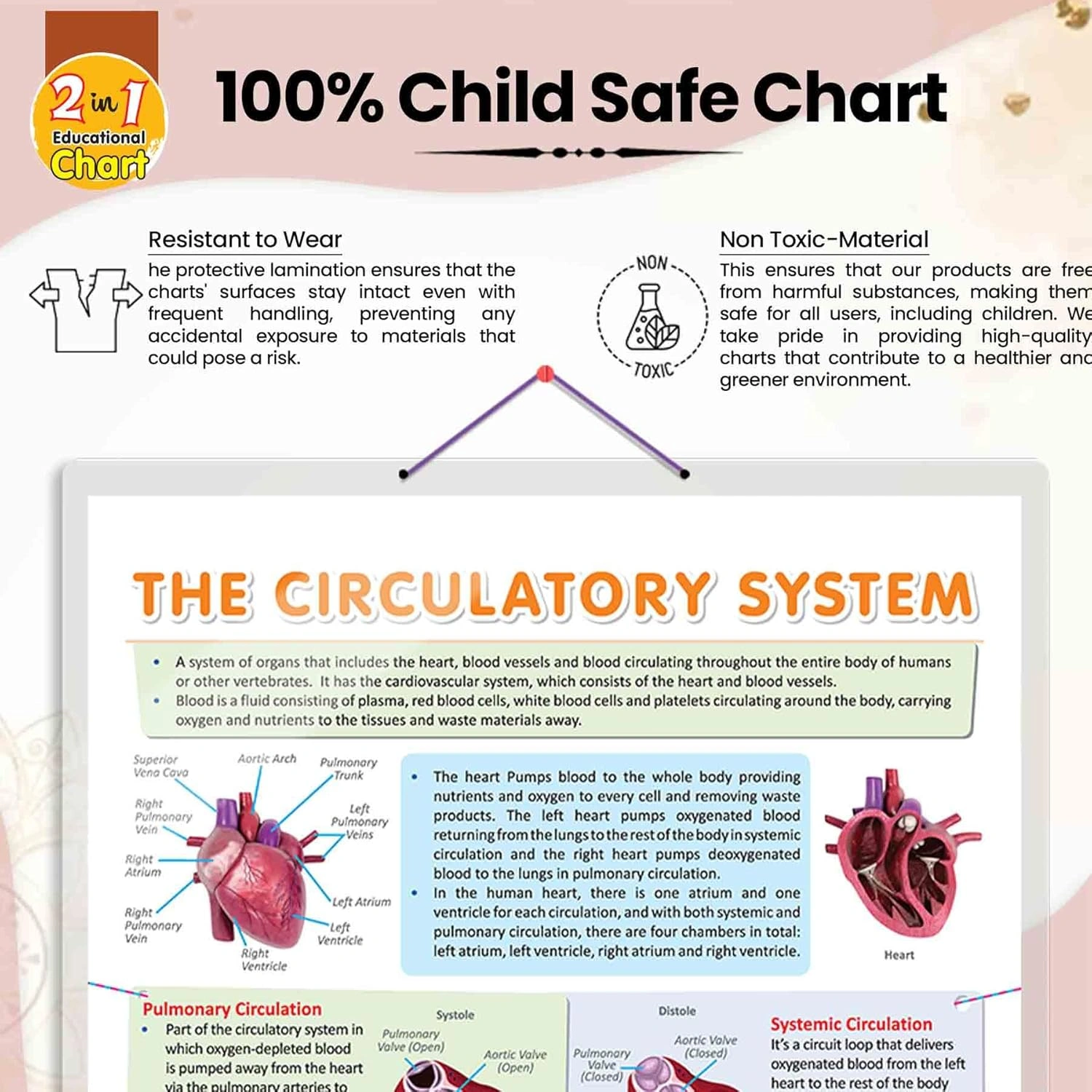 CIRCULATORY SYSTEM CHART | Unveiling Circulatory Pathways: Educational Circulatory System Chart Hardcover-2