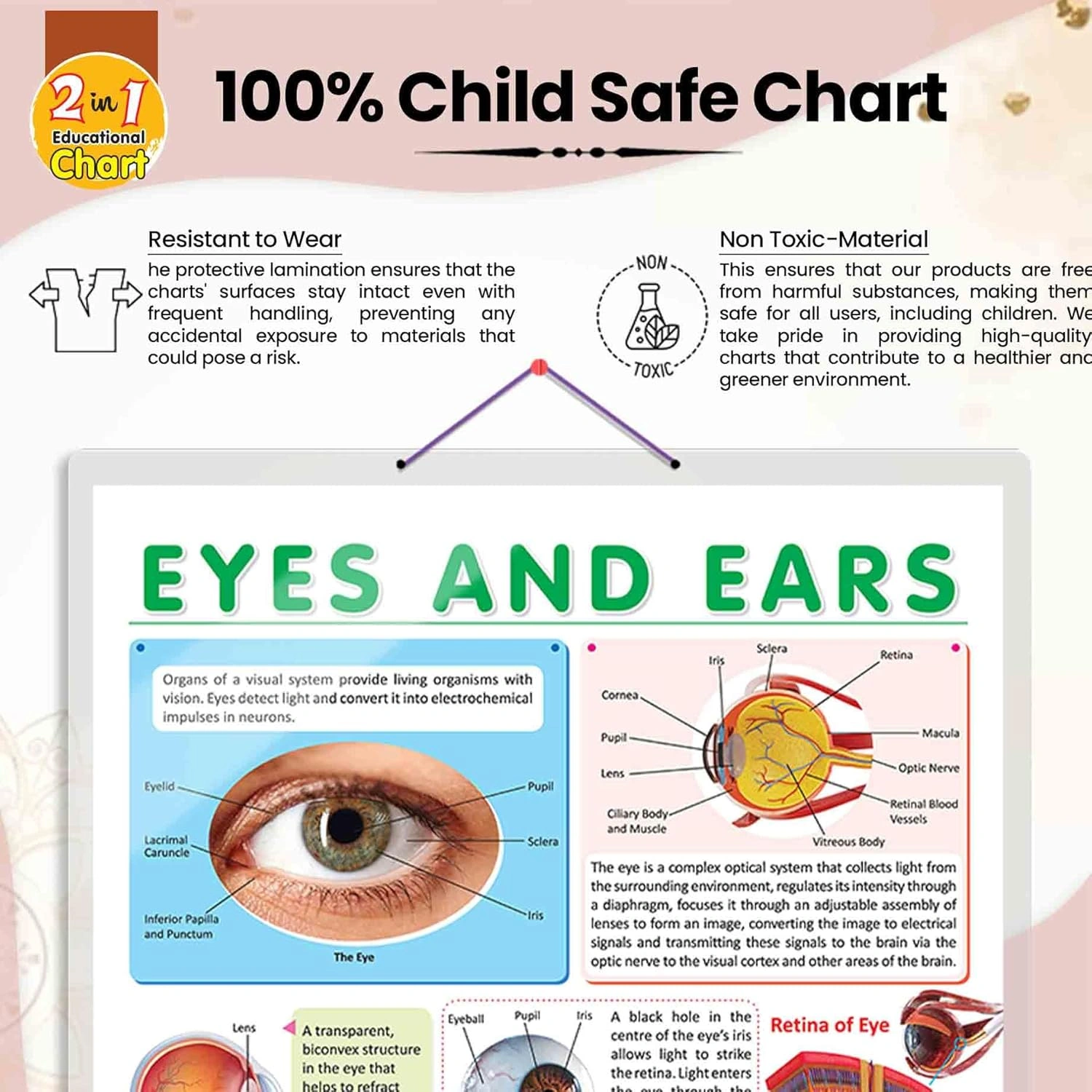 EYES AND EARS CHART | Insight into the Senses: Comprehensive Eyes and Ears Chart Hardcover-3