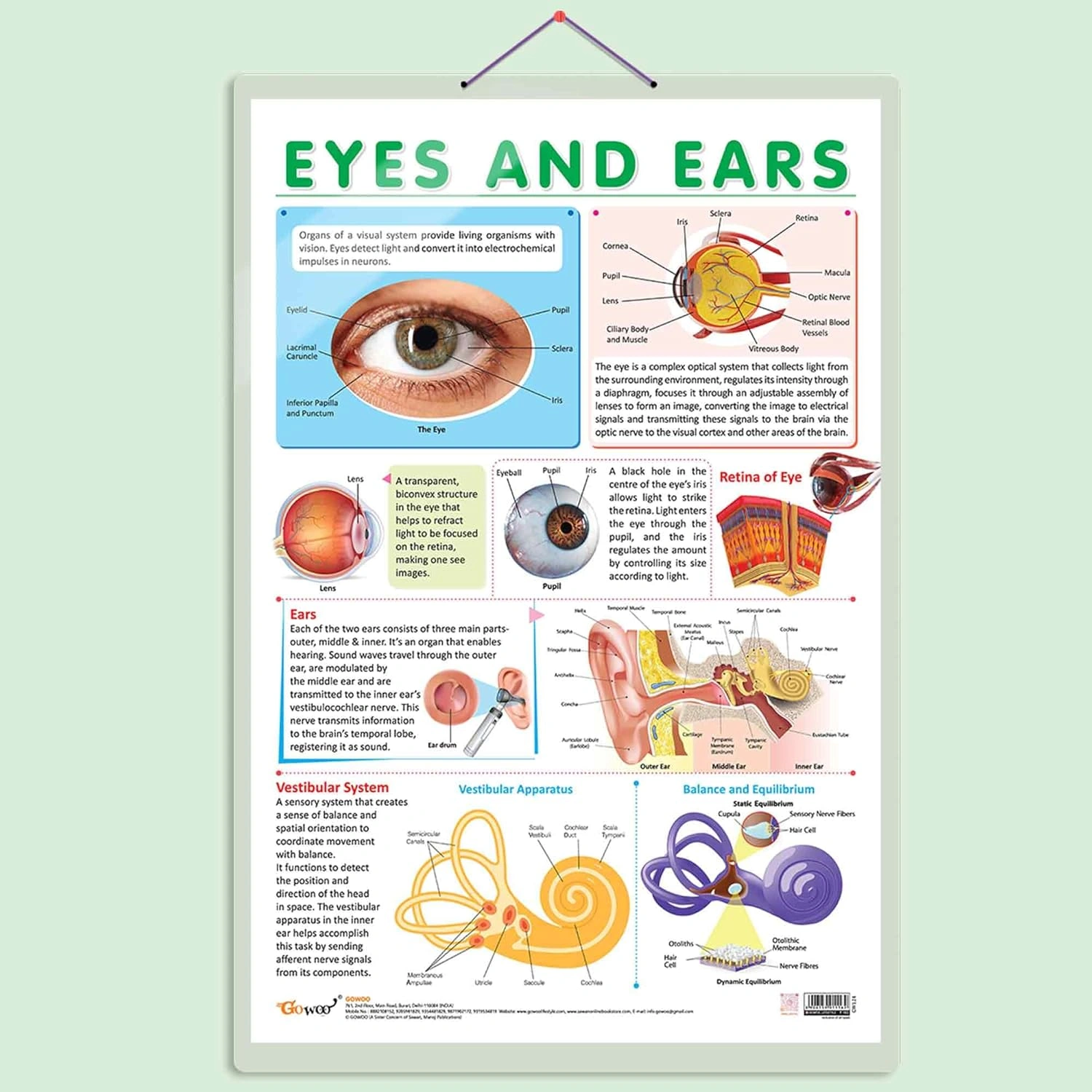 EYES AND EARS CHART | Insight into the Senses: Comprehensive Eyes and Ears Chart Hardcover-RDSS100826