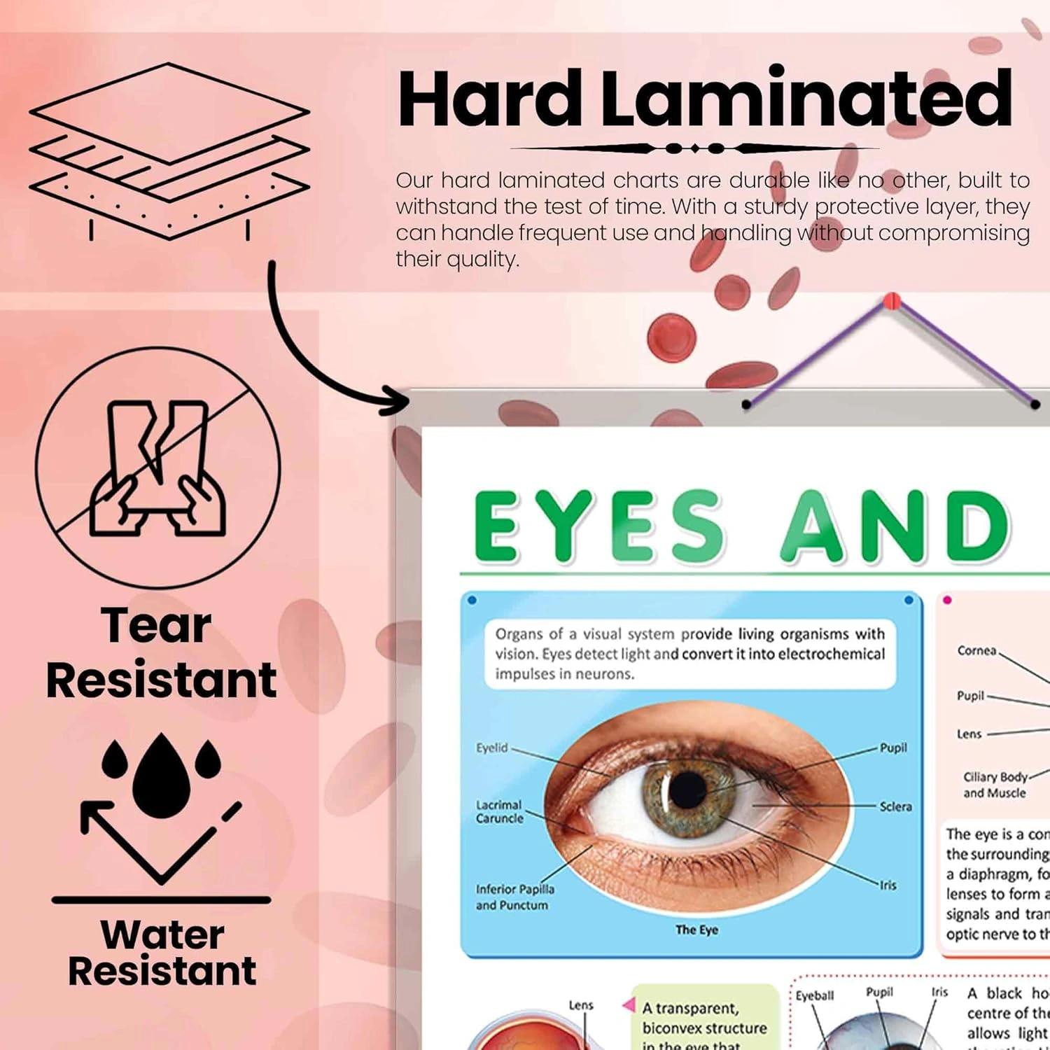 EYES AND EARS CHART | Insight into the Senses: Comprehensive Eyes and Ears Chart Hardcover-1