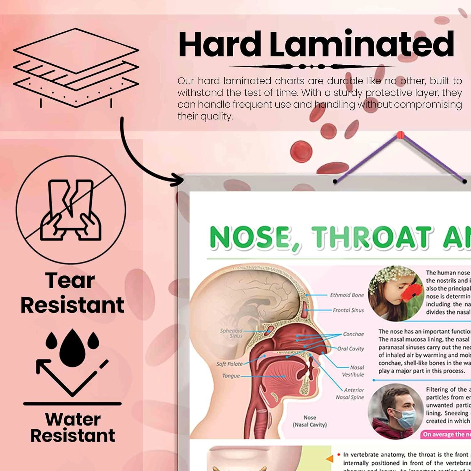 NOSE, THROAT AND NECK CHART | Exploring the Upper Respiratory System: Nose, Throat, and Neck Chart Hardcover-2