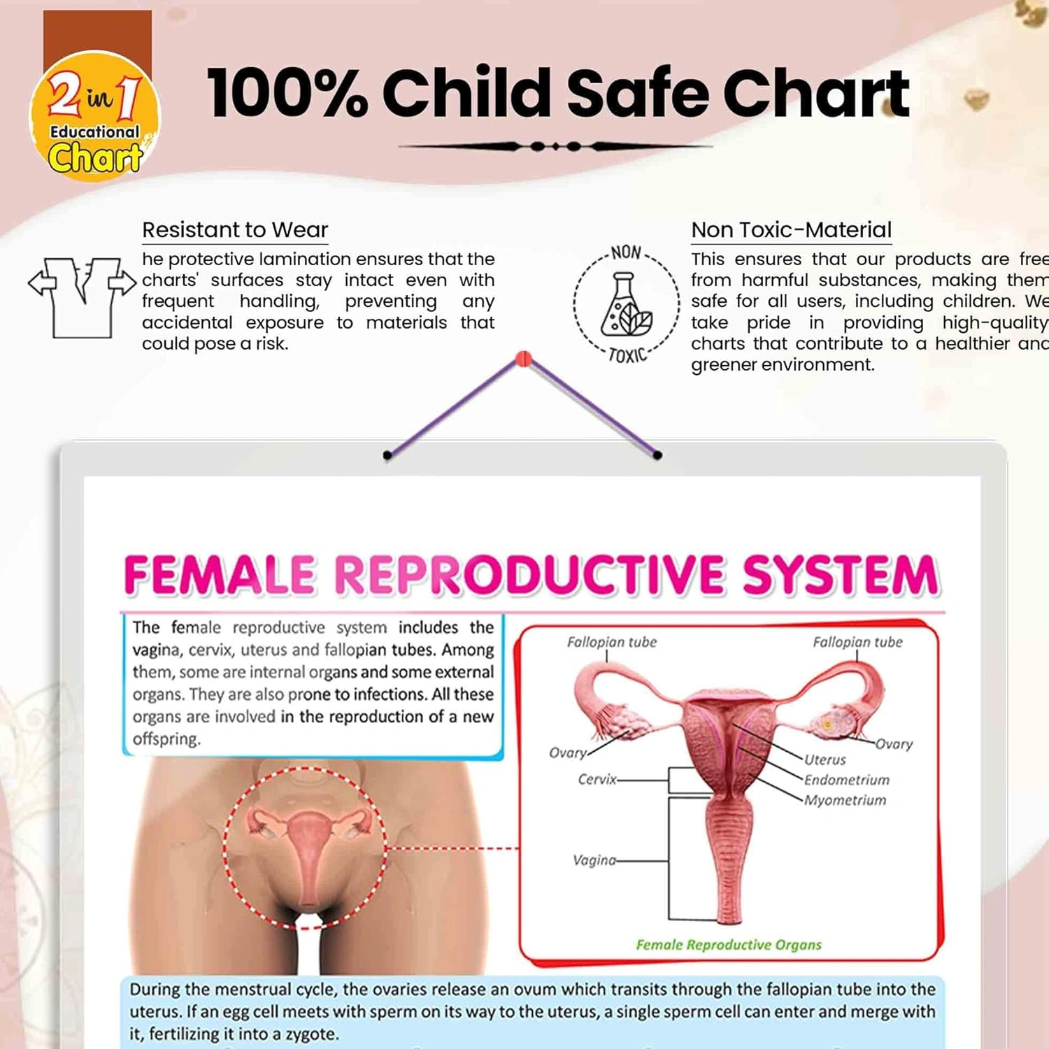 FEMALE REPRODUCTIVE SYSTEM CHART | Understanding Female Reproductive Anatomy: In-Depth Chart Hardcover-4