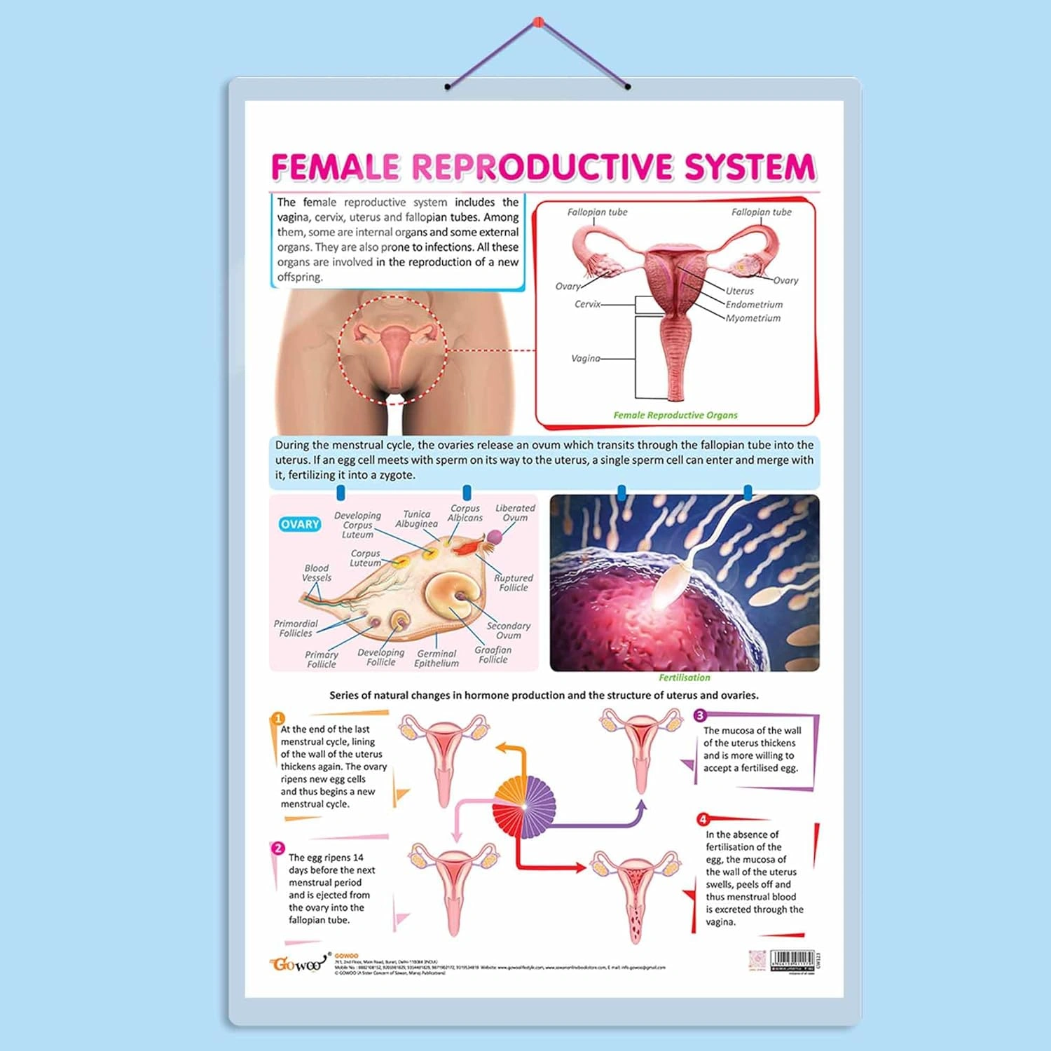 FEMALE REPRODUCTIVE SYSTEM CHART | Understanding Female Reproductive Anatomy: In-Depth Chart Hardcover-RDSS100831