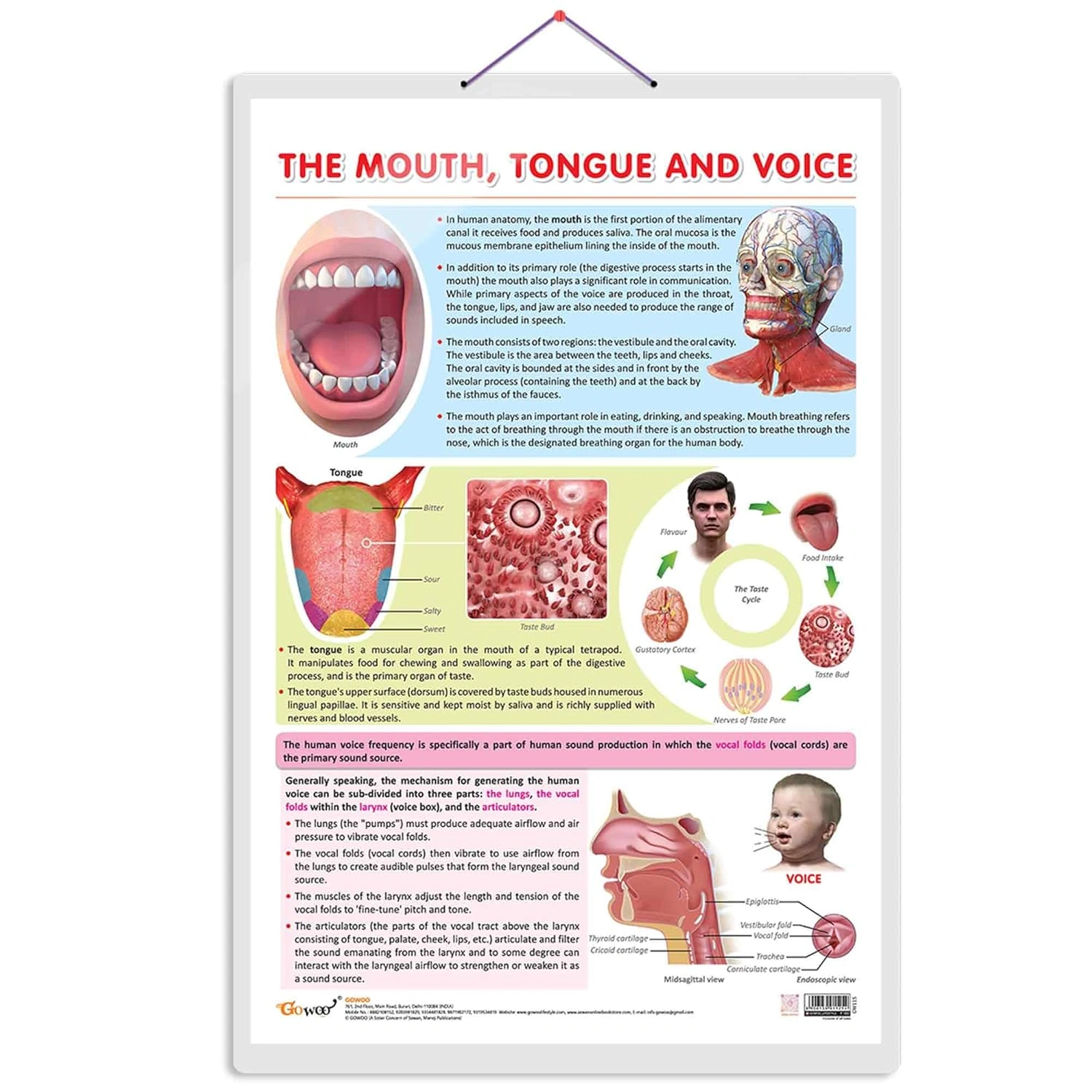 THE MOUTH, TONGUE AND VOICE CHART | The Art of Communication: Interactive Mouth, Tongue, and Voice Poster Hardcover-RDSS100832