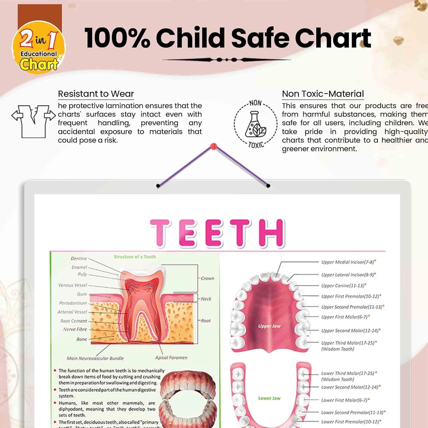 TEETH CHART | Teeth Functions Made Easy: Engaging Learning Chart Hardcover-4