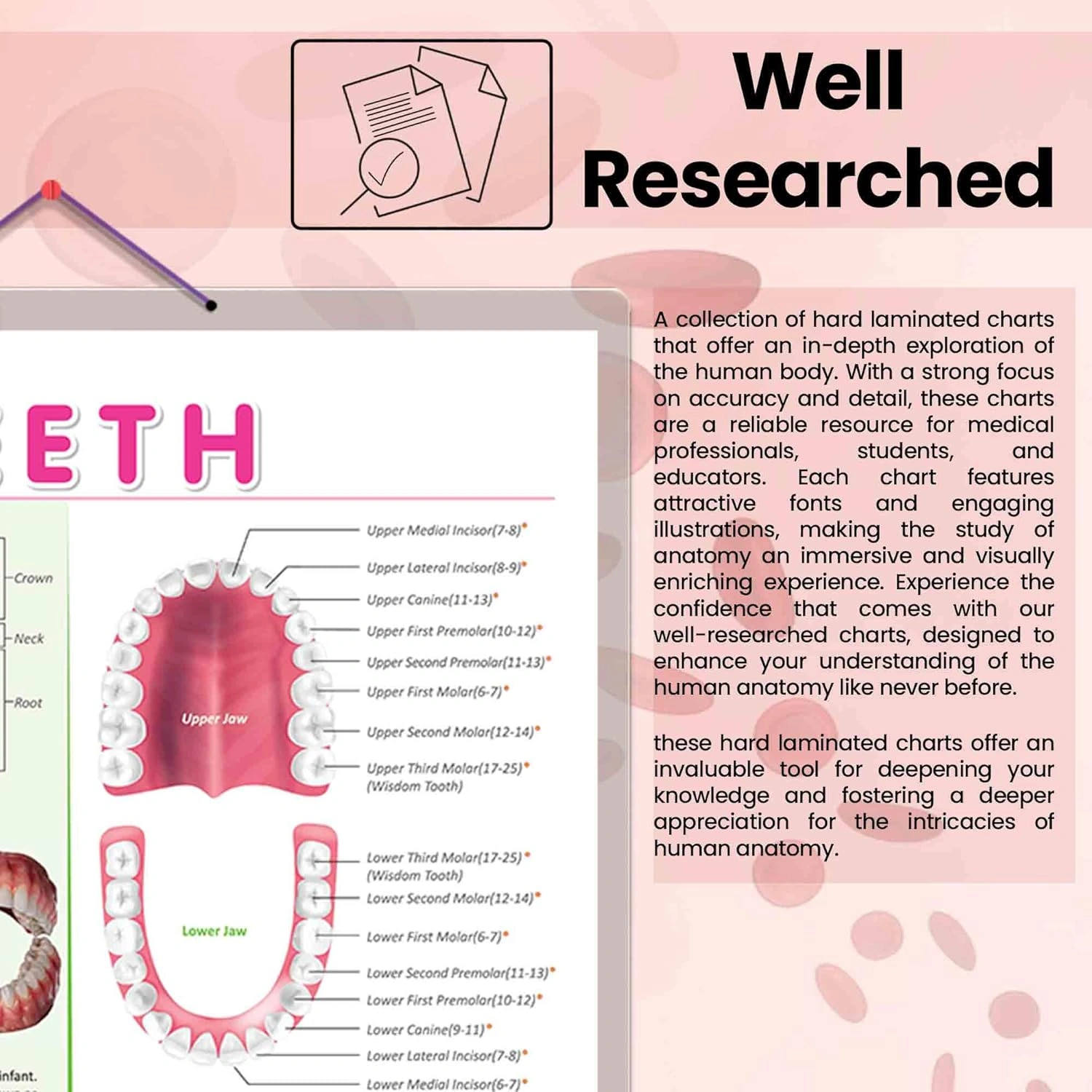 TEETH CHART | Teeth Functions Made Easy: Engaging Learning Chart Hardcover-3