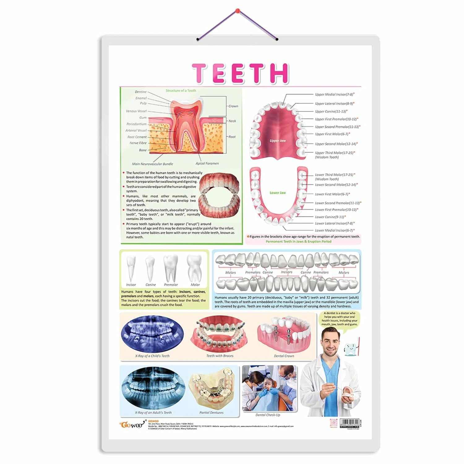 TEETH CHART | Teeth Functions Made Easy: Engaging Learning Chart Hardcover-RDSS100833