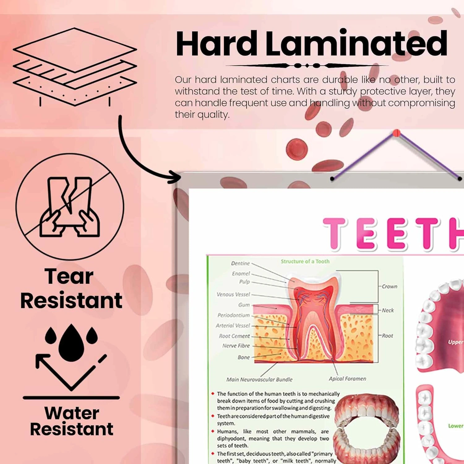 TEETH CHART | Teeth Functions Made Easy: Engaging Learning Chart Hardcover-1