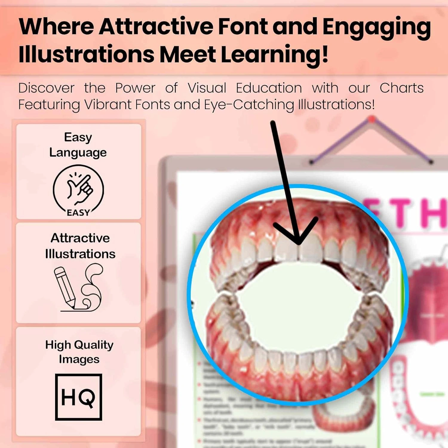 TEETH CHART | Teeth Functions Made Easy: Engaging Learning Chart Hardcover-2