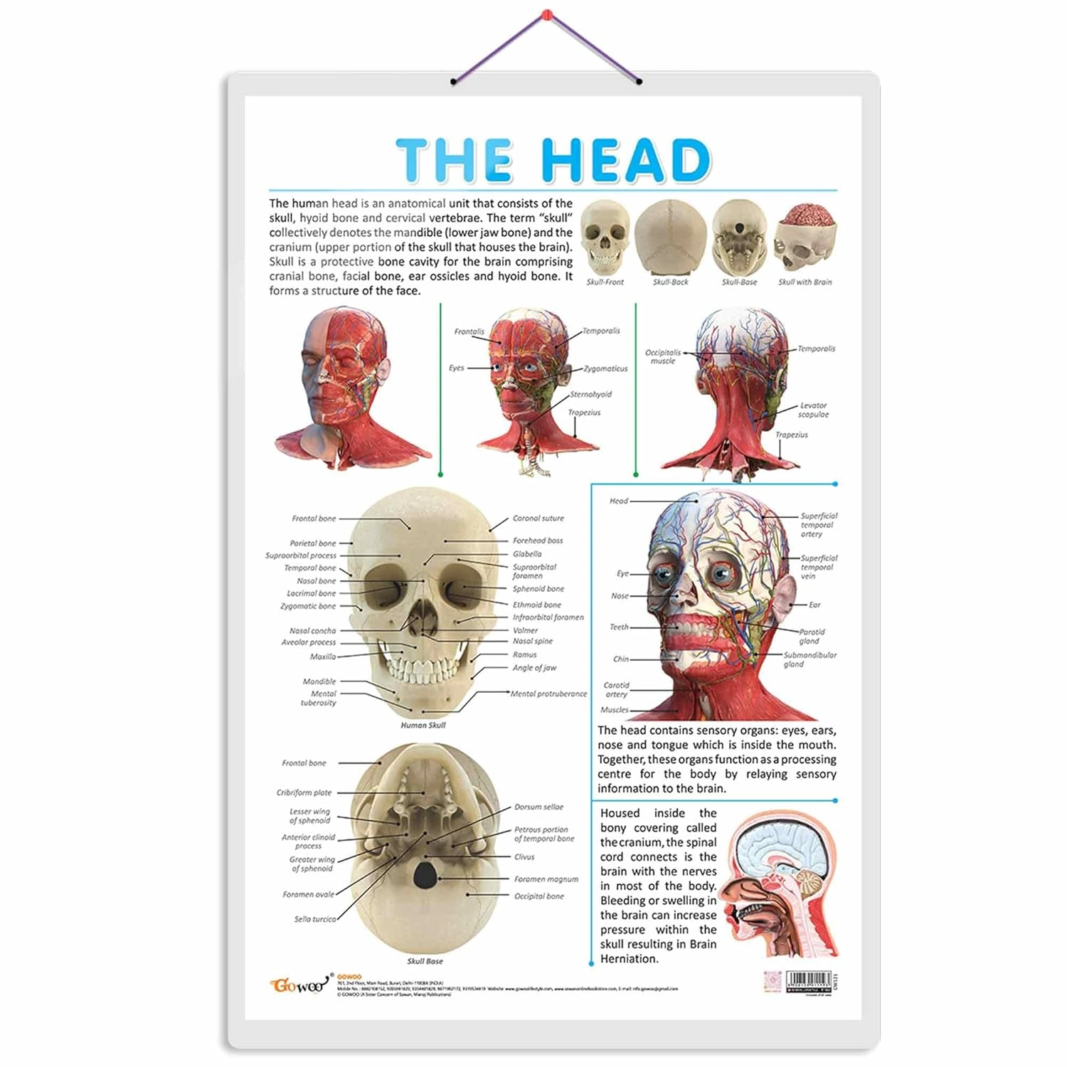 THE HEAD CHART | Discovering the Human Head: Comprehensive Anatomy Chart Hardcover-RDSS100834