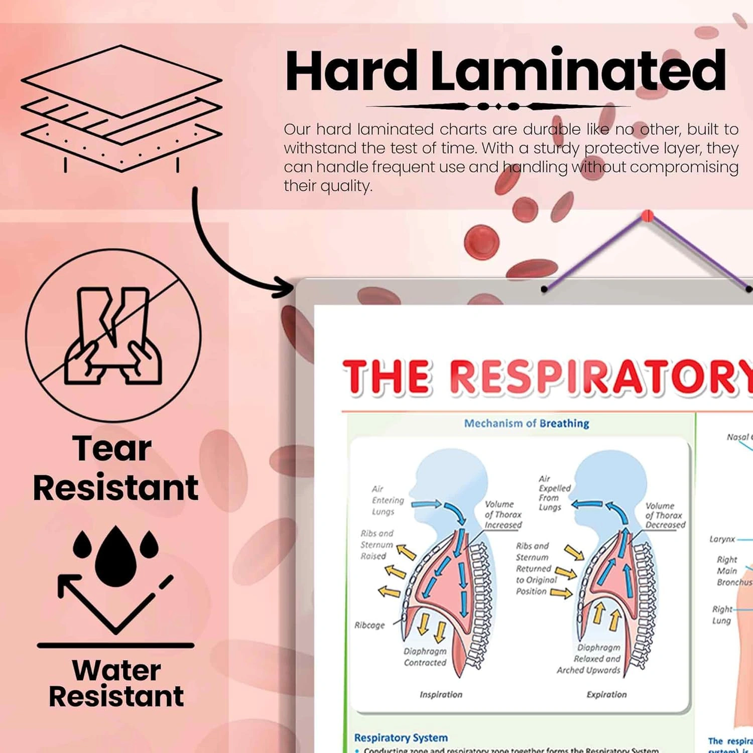 THE RESPIRATORY SYSTEM CHART | The Breath of Life: Exploring the Respiratory System Chart Hardcover-1