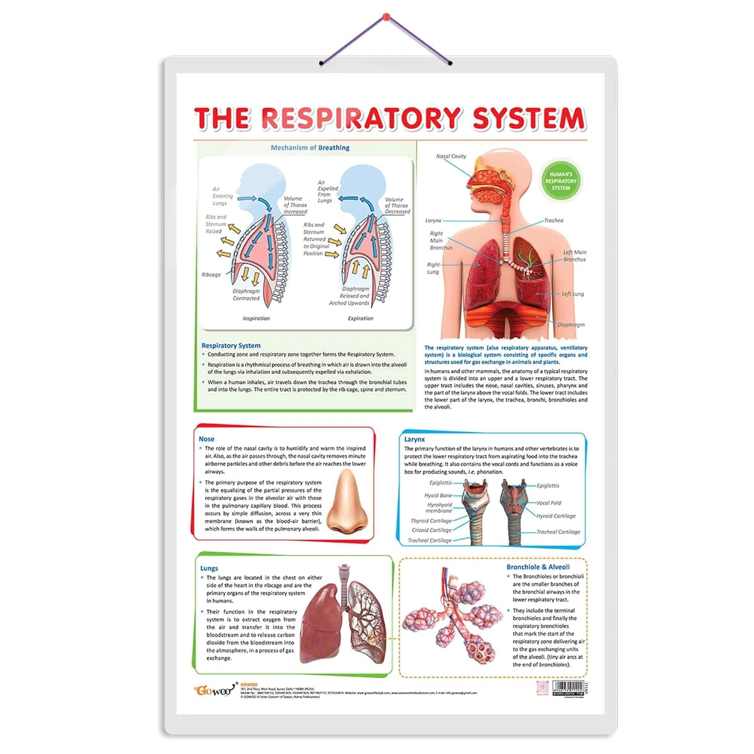 THE RESPIRATORY SYSTEM CHART | The Breath of Life: Exploring the Respiratory System Chart Hardcover-RDSS100835