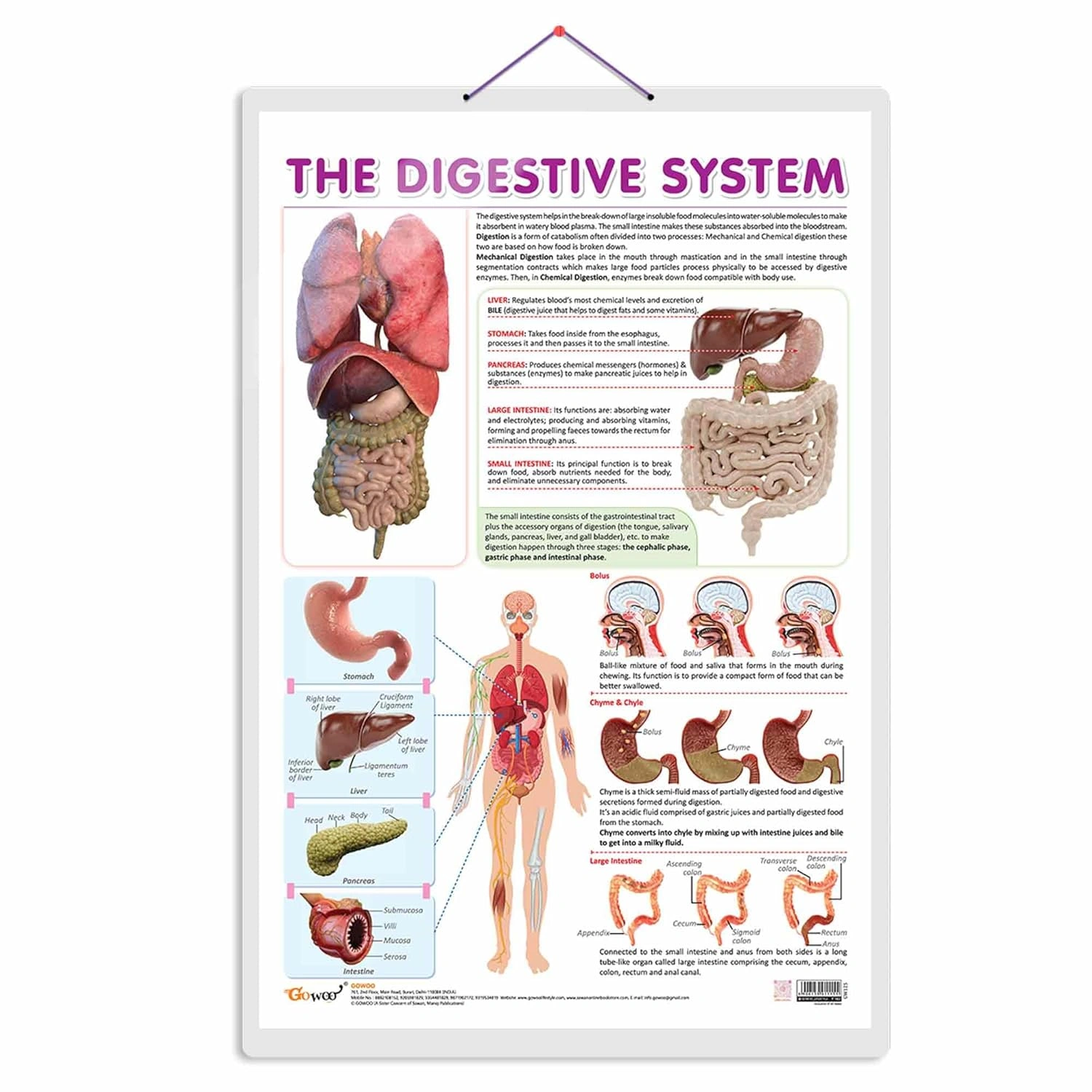 THE DIGESTIVE SYSTEM CHART | Journey through the Digestive System: Comprehensive Anatomy Chart Hardcover-RDSS100846