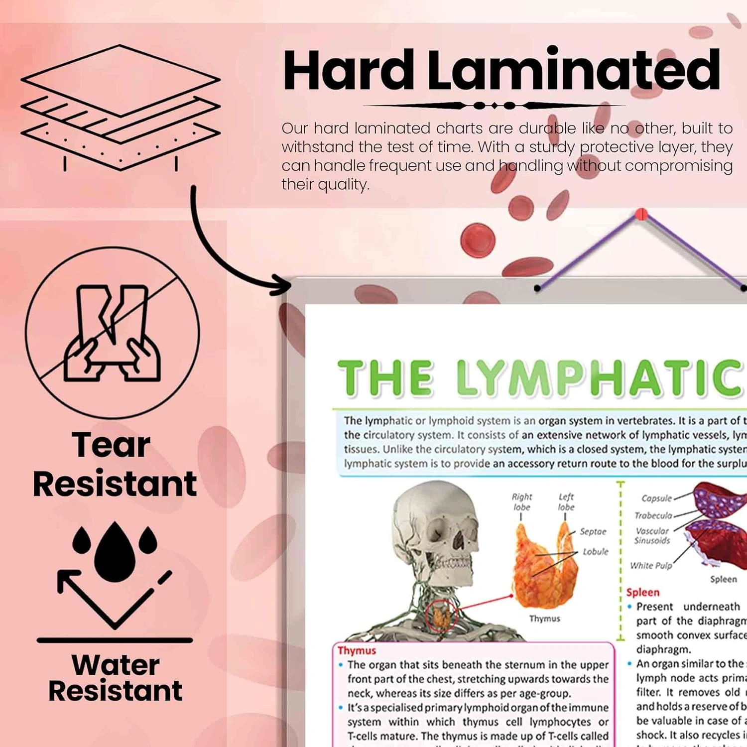 THE LYMPHATIC SYSTEM CHART | Understanding Lymphatic Pathways: Interactive Anatomy Chart Hardcover-3