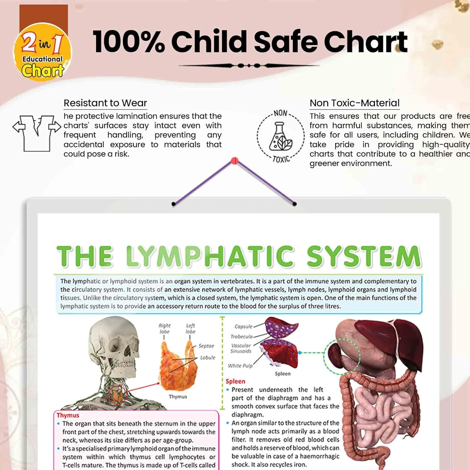 THE LYMPHATIC SYSTEM CHART | Understanding Lymphatic Pathways: Interactive Anatomy Chart Hardcover-2