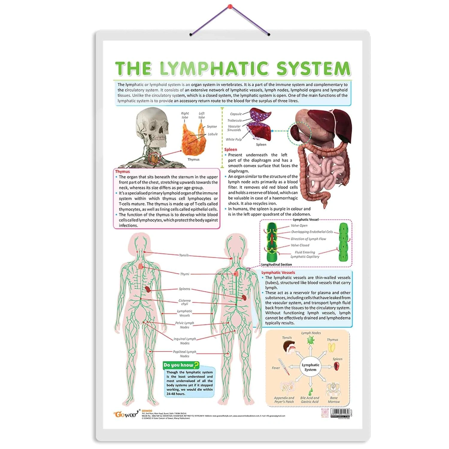 THE LYMPHATIC SYSTEM CHART | Understanding Lymphatic Pathways: Interactive Anatomy Chart Hardcover-RDSS100852