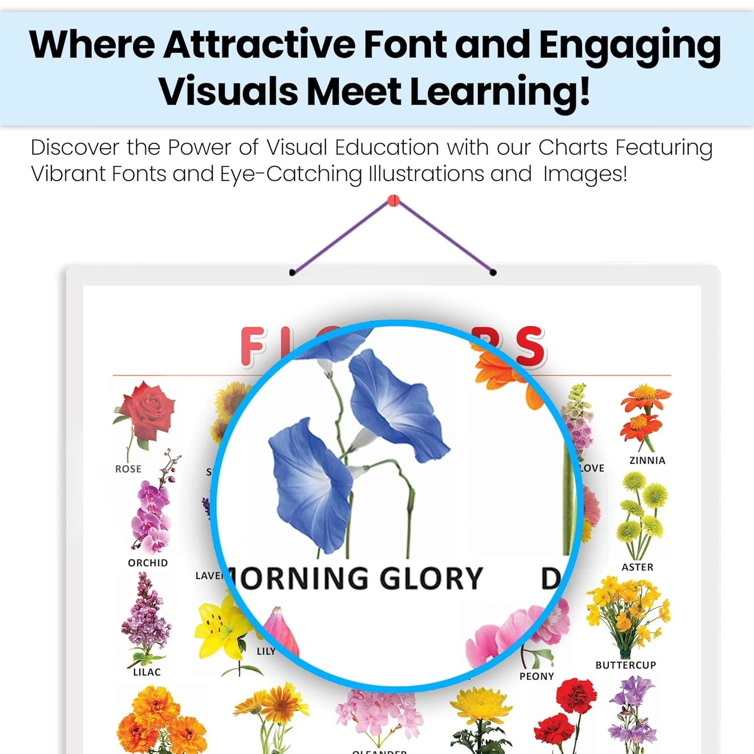 FLOWERS CHART HARD LAMINATED | Blossom Brilliance: Hard Laminated Flowers Chart for Floral Education Hardcover-3