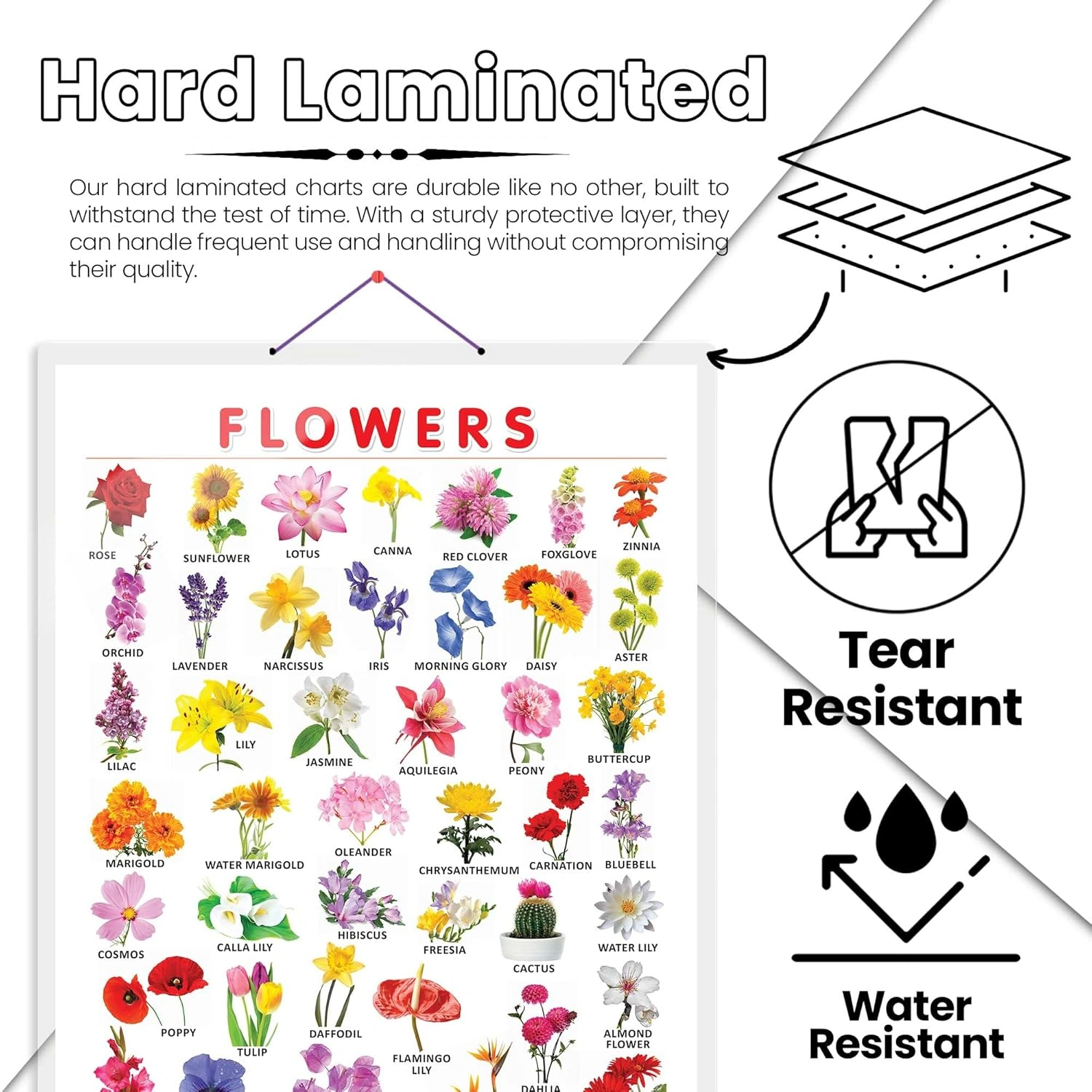 FLOWERS CHART HARD LAMINATED | Blossom Brilliance: Hard Laminated Flowers Chart for Floral Education Hardcover-2