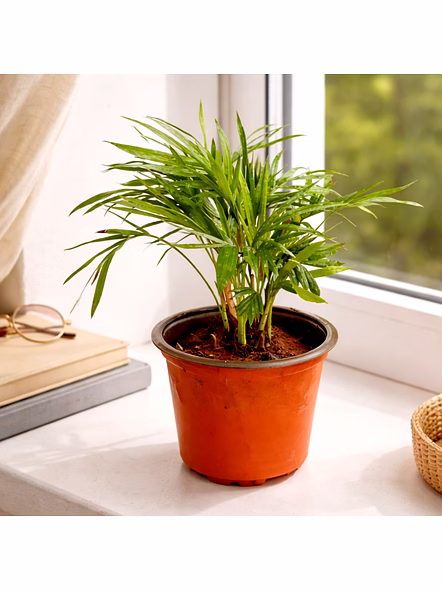 Areca Palm Desk Planter