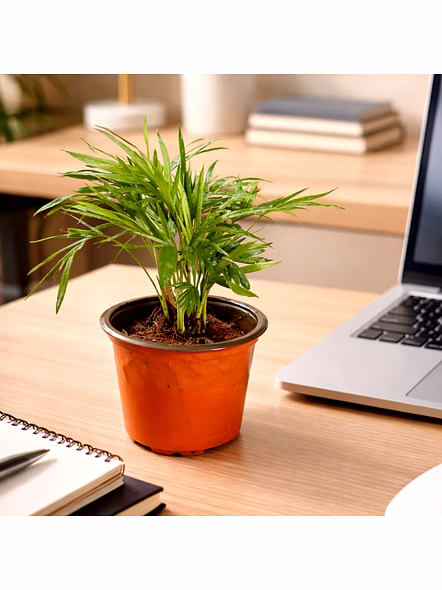 Areca Palm Desk Planter
