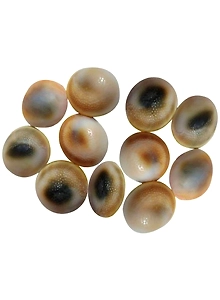 Very Rare Natural Gomati Chakra  11 Pcs